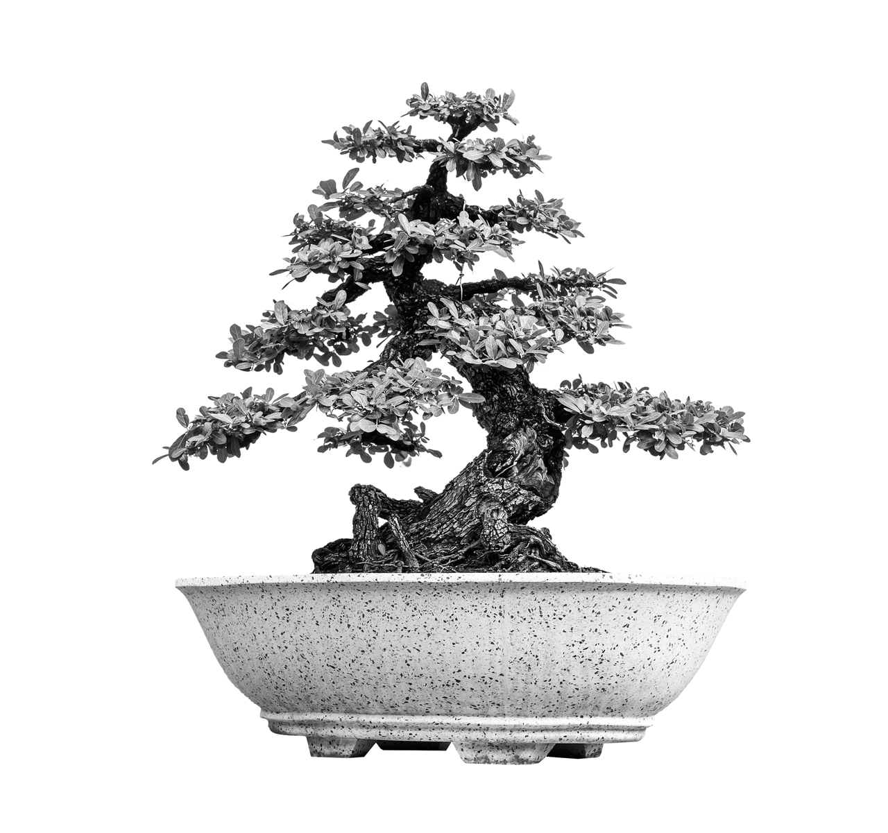 bonsai-1280x1200.png