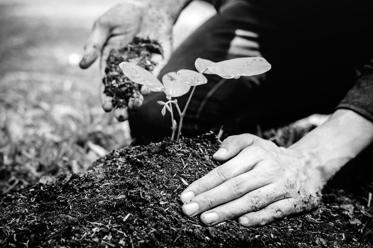 Hands of a young man planting a tree