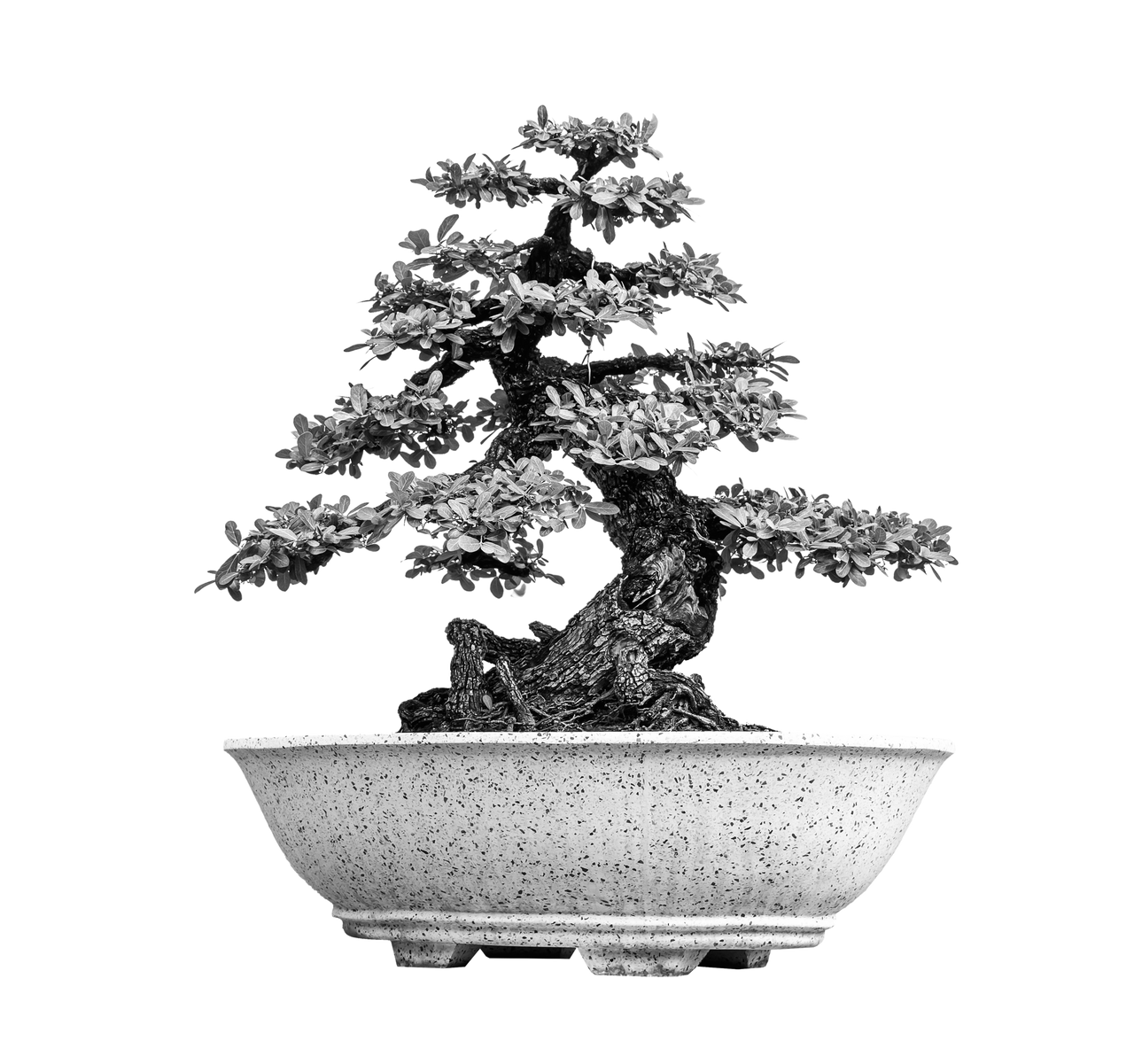 bonsai-1280x1200.png