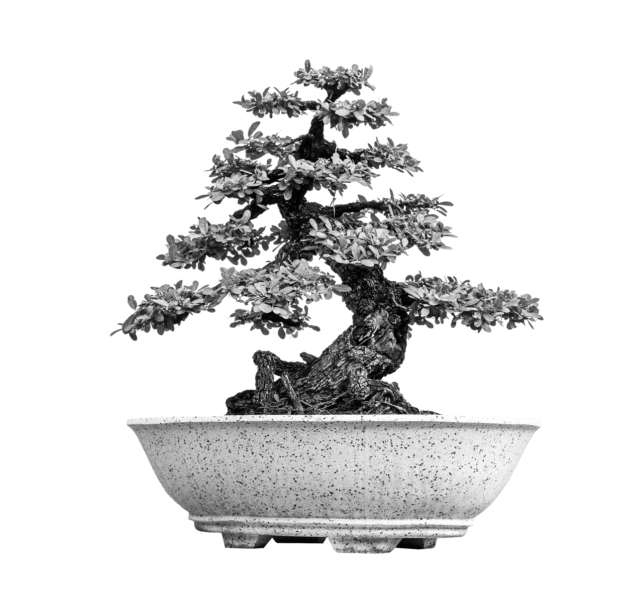 bonsai-1280x1200.png